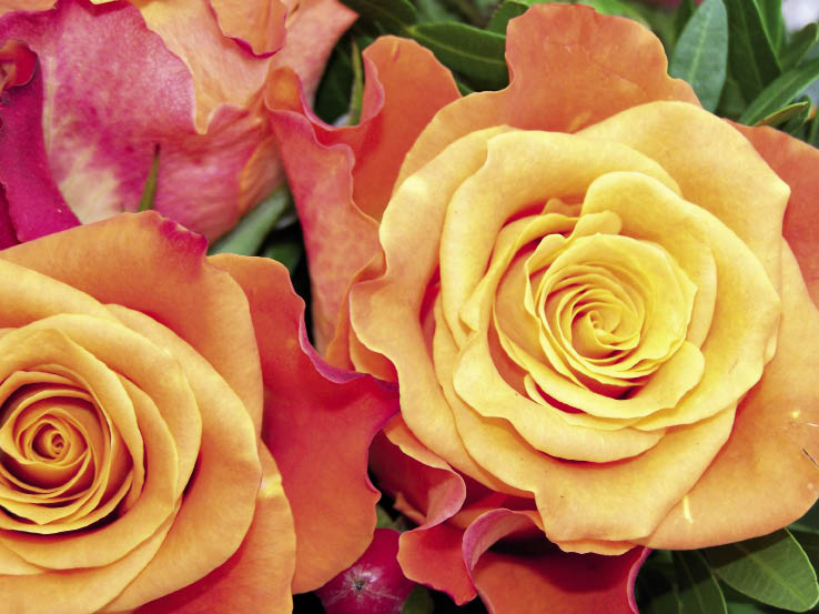 Life is beautiful but not a bed of roses essay image