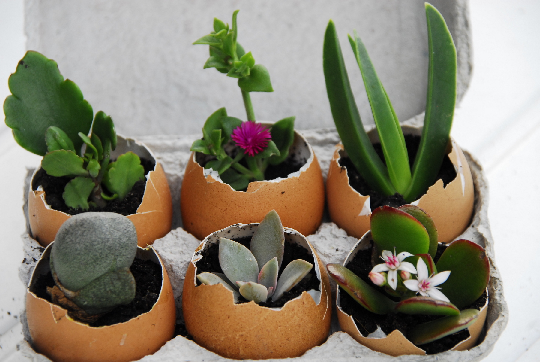 Kids Gardening How To Make An Eggshell Succulent Garden