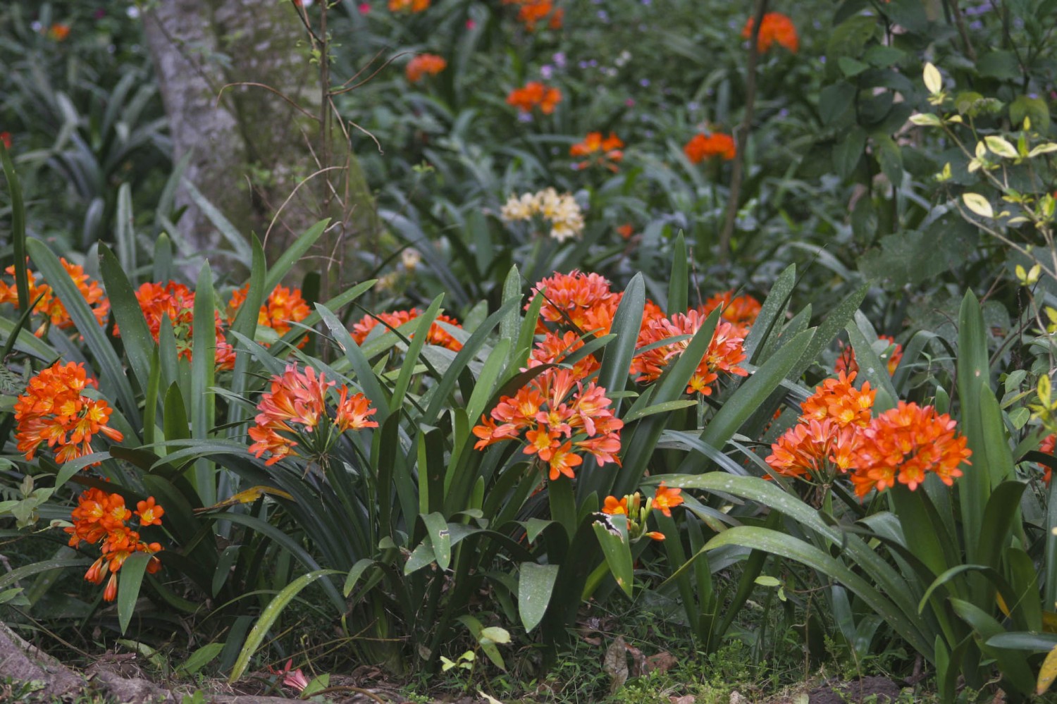 September in the Garden