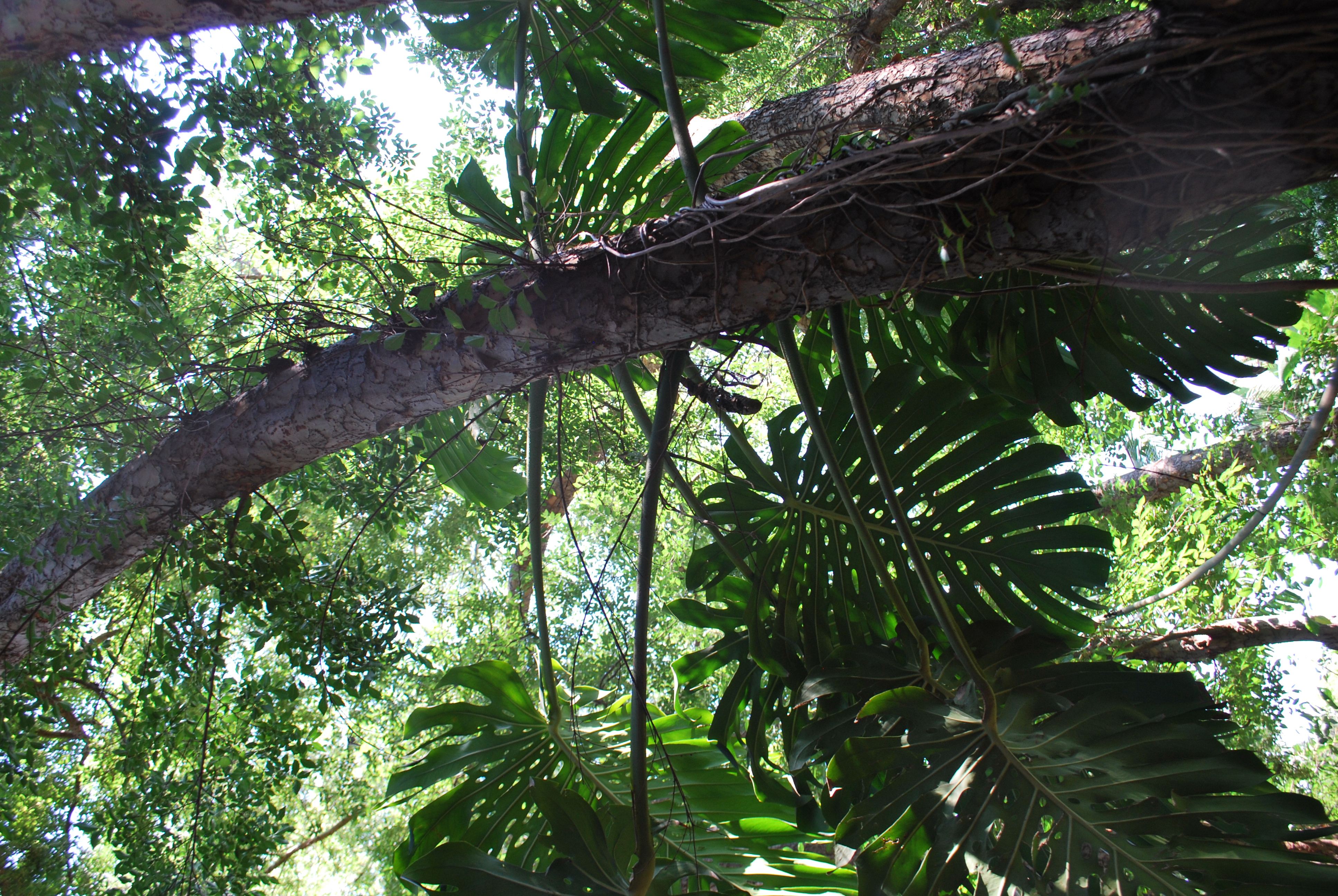 Canopy Layer Plants & Bromeliads Grow In Great Abundance ...
